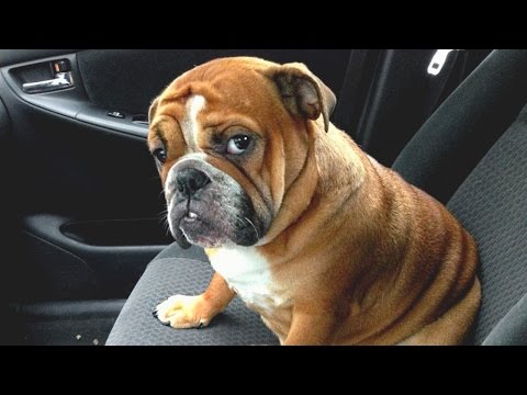 Jealous Dog Want Attention Compilation #2