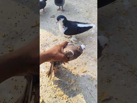 Pigeon Trap 🪤 // Sell Fancy Pigeon // Mardana Shok // Kabootar Ki Video #shots #darbhanga #kabootar