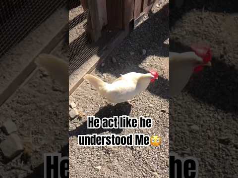 Chickens talk back‼️he understood #farm #chicken #subscribe