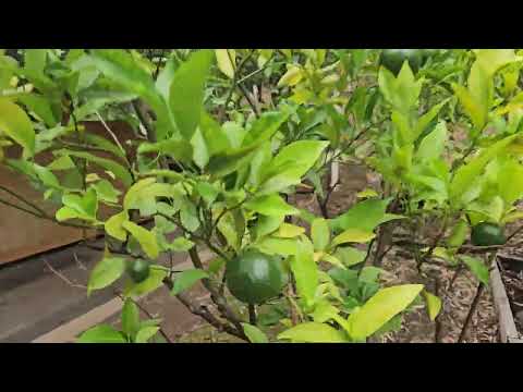 Green Lemon in Australia, Chinese temple