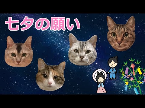 たなばたさま（七夕様）と猫姉妹　おしゃべりペット