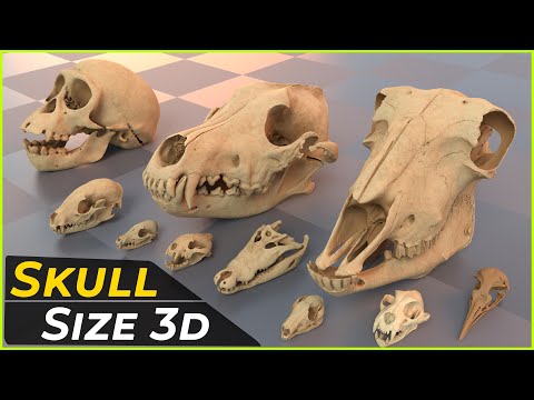 Skull Size of Monster,Animal,Fish or Sea Monster