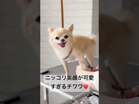 トリミング中…カメラに向かって笑顔をくれるチワワが可愛すぎた❤️ #dog #shorts #chihuahua #chihuahualover #cute #fouryou #animals