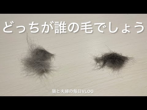 猫と夫婦の毎日VLOG#427 めちゃくちゃ毛が抜けた