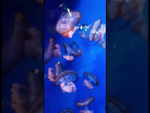 Jellyfish | Aquarium | Genova #aquarium #jellyfish