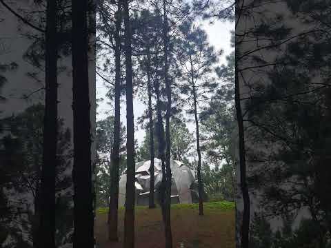 Pinetree #satisfying #shortvideo #pinetrees #vietnam