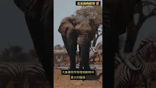 你不知道的動物知識--大象