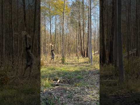 German wirehaired pointer finds bullet proof pheasant #germanwirehairedpointer