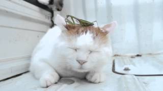 のせ猫 x カマキリ　Mantis