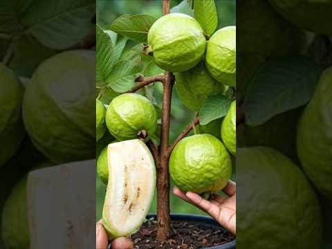 Grow Guava Tree Faster With Banana Simple Tips #guavatree #fruittree