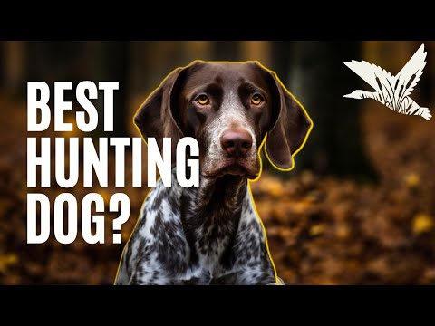 German Shorthaired Pointer Review