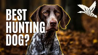 German Shorthaired Pointer Review