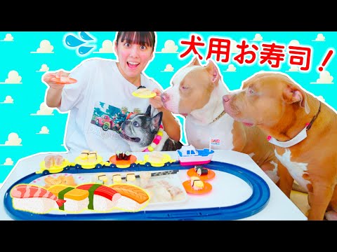 ロッキー達と回転寿司！犬用のお寿司に大喜び！回ってるお寿司食べれる？【アメリカンピットブル】【AMERICAN PITBULL】