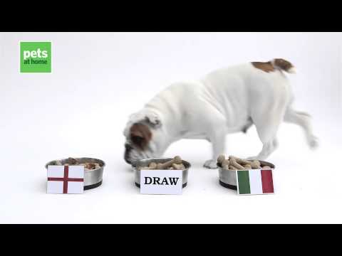 Dog Oracle: Game 1: England vs Italy