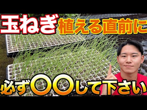 【忘れずやって】玉ねぎを植える前に〇〇する事で活着が良くなります