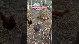 Chickens are out! The release! #chickens #backyardchickens #freerangechickens