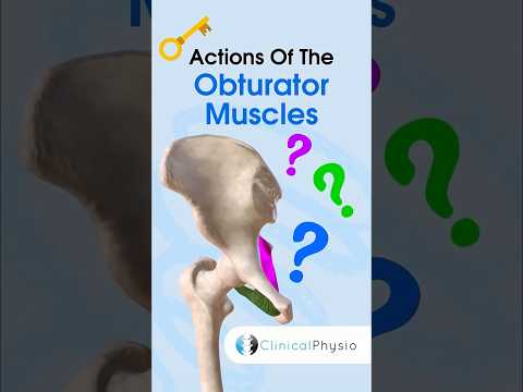 Obturator Muscles #physicaltherapy #anatomy #physiotherapy #obturator #muscleanatomy