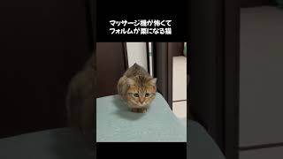 マッサージ機を敵視する猫の背中の毛がｗｗｗ　#shorts