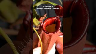 辛布蘋果豬籠草 Nepenthes sibuyanensis x ampullaria