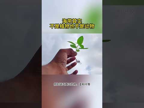 海带其实不是植物也不是动物 #海洋世界 #海带 #科学科普 #植物科普 #藻类 #冷知识