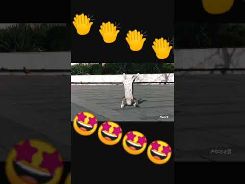 #funny #cat #dance #catdance #status #shorts #viral #cute #video #trending