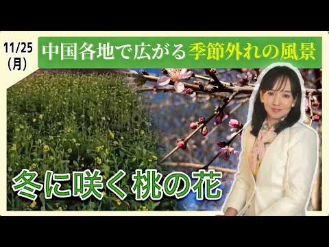 冬に咲く桃の花　中国各地で広がる季節外れの風景