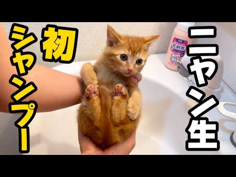 急遽保護した子猫達をシャンプーしたら…｜うんこ祭り再び