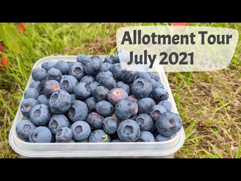 July Allotment Tour 2021 - Harvesting fruit, what plants are growing, and jobs to do..