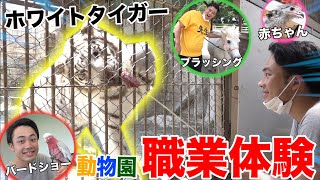 [On-the-Job Training] Taking Care of Animal Babies at the Zoo, and a First in Japan!