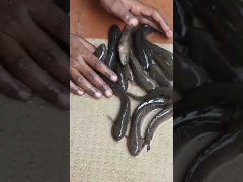 బురద మట్ట చేపలు #fish #shorts #ytshorts #village #smallfishes #nature #viralshorts #freshfishes