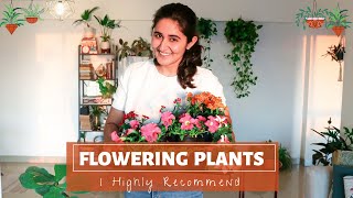 Best Flowering Plants for Indoors and Outdoors & their complete care