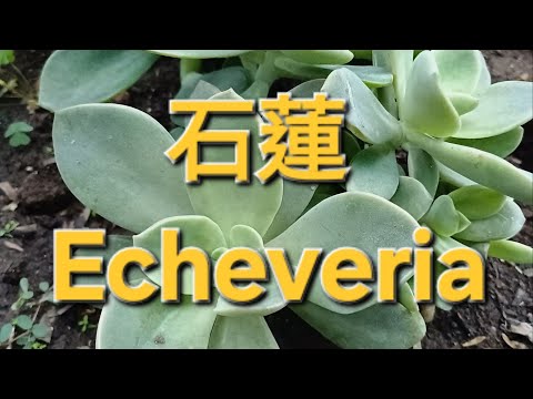 石蓮 Echeveria