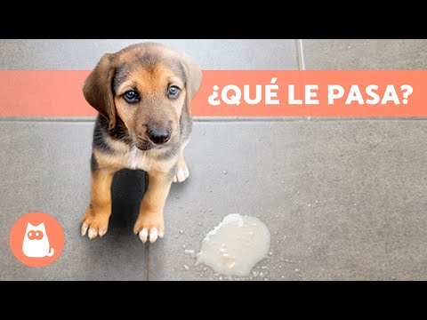 ¿Por qué mi PERRO VOMITA ESPUMA BLANCA? 🐶 (5 Causas y Qué Hacer)