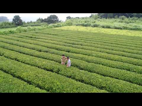 １【ドローン映像】紅茶専門店くれは　南薩摩紅茶　天空の茶園より　錦江湾を望む　地上１００メートルからの空中撮影　岡本啓さん　後藤望さん（鹿児島県肝属郡南大隅町根占　２０１７年０７月１２日）