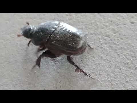 ఇదేంట్రా బాబు ఇలా ఉంది| BUG|AMAZING VIDEO