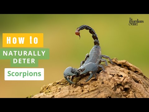 Scorpion-Free Zone: How to Naturally Deter Scorpions