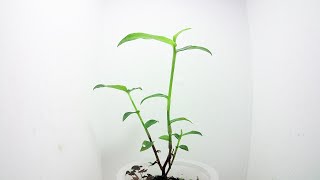 【露草】ツユクサの成長 / Growing Asiatic dayflower - Time Lapse