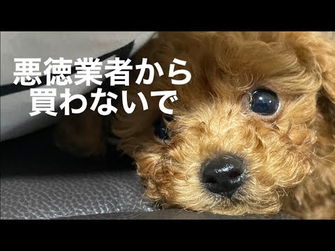 生後1ヵ月で性格が決まる⁈愛犬のお迎え前の事実【赤ちゃんプードルテテくん成長記録】