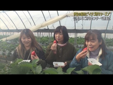 「紅ほっぺ」の甘みとほのかな酸味を満喫　イチゴ狩り開園式　静岡・伊豆の国市