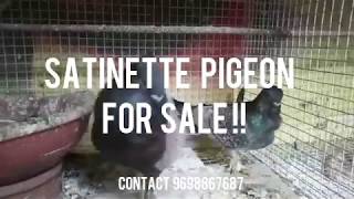 Satinette Pigeon for SALE | Breeding Pair | Rathinakala Farm