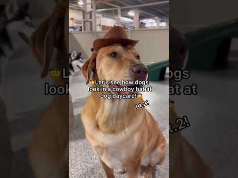 Let’s see how dogs look in a Cowboy hat at dog daycare, pt.2! #dogshorts #dogdaycare #doglover #pets