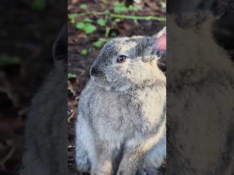 Bunny Rabbit Happy New Year Richmond BC Canada #shorts #bunny