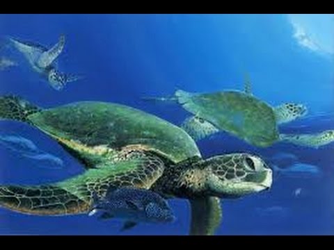 Sea Turtles Documentary HD - Great Barrier Reef