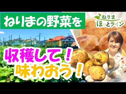 ねりまほっとライン（ねりまの野菜を収穫して！味わおう！）令和６年７月号