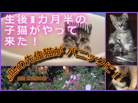 4年ぶりに生後1か月の子猫がやって来た！先住猫は大パニックに！3匹の先住猫と子猫の危険な関係！《劇団 野良猫の館野良猫の館》サバトラ猫レイ⑴#子猫#KITTEN#cats