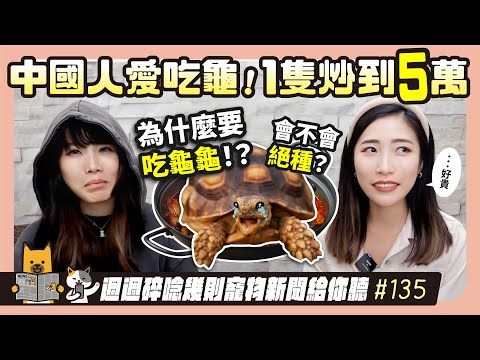 EP.135 嫑吃龜龜！法規不完善導致獵人盜獵猖狂｜毛爸媽碎碎唸