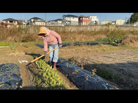 日本生活/冬天天冷、給菜地的蔬菜上點肥料！最近超市物價漲的太厲害了