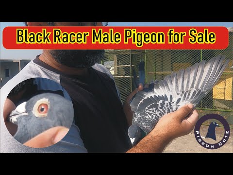 Black checker Racer Male For Sale | Quality Race Pigeon Male | Pigeon Cote | Waleed Alam