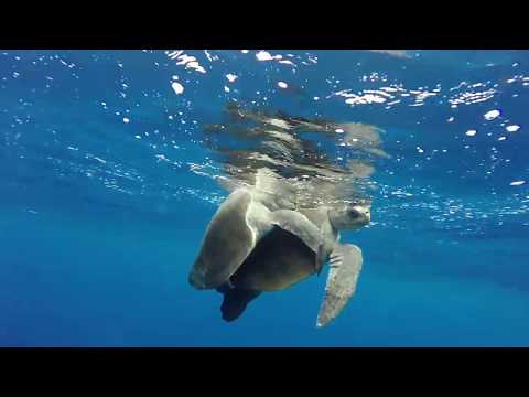 Ocean Encounters: Mating Olive Ridley Sea Turtle Couple