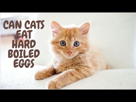 Can Cats Eat Hard Boiled Eggs